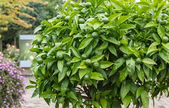 Die schönsten mediterranen Pflanzen mit ihren Arten und Sorten Die schönsten mediterranen Pflanzen mit ihren Arten und Sorten