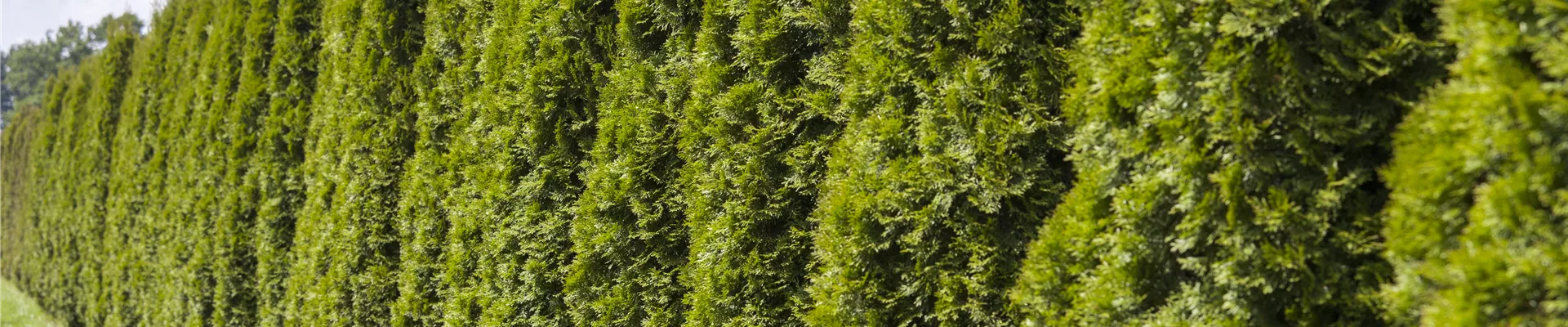 Thuja occidentalis 'Smaragd' Thuja occidentalis 'Smaragd'