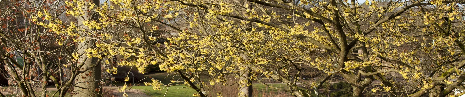 Hamamelis x intermedia 'Primavera' Hamamelis x intermedia 'Primavera'