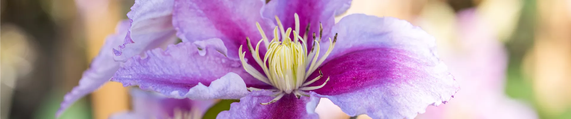 Clematis 'Tudor' Clematis 'Tudor'