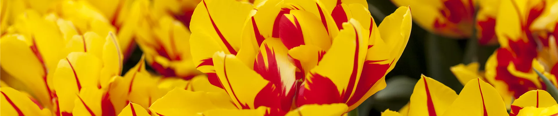 Tulipa 'Monsella' Tulipa 'Monsella'