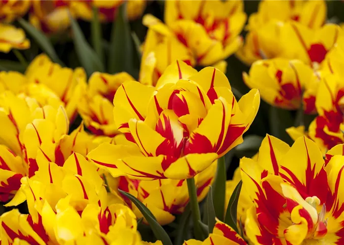 Gefüllte Tulpen: Volle Blüte und betörender Duft Gefüllte Tulpen: Volle Blüte und betörender Duft