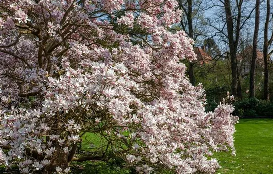 Magnolien pflanzen für einen Blickfang im Garten  Magnolien pflanzen für einen Blickfang im Garten