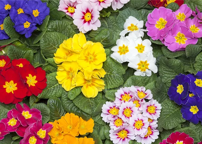 Primeln als unschlagbare Blütenstars im Frühling Primeln als unschlagbare Blütenstars im Frühling
