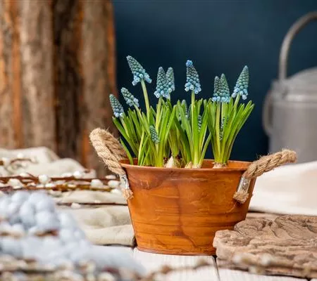 Die schönsten Frühblüher für Balkon und Terrasse