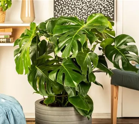 Die 5 besten Pflanzen fürs Homeoffice