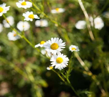 8 Pflanzen für die Gesundheit, die jeder kennen sollte 8 Pflanzen für die Gesundheit, die jeder kennen sollte