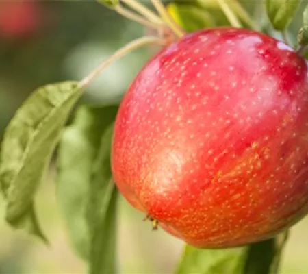 Apfelbäume im Garten – Eine reiche und leckere Ernte Apfelbäume im Garten – Eine reiche und leckere Ernte