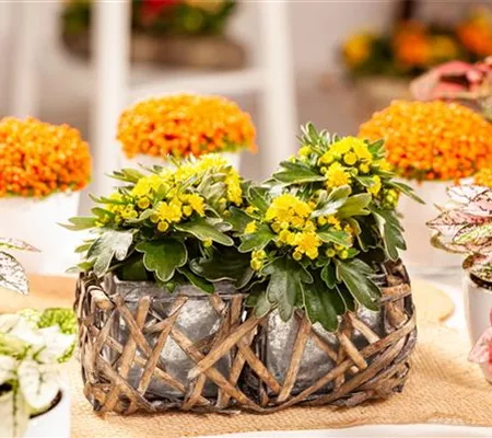 Balkonpflanzen im Herbst – Bunte Farben durch hübsche Blüten und Blätter Balkonpflanzen im Herbst – Bunte Farben durch hübsche Blüten und Blätter