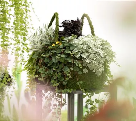 Blattschmuckpflanzen sorgen für Ruhe und Harmonie im Garten