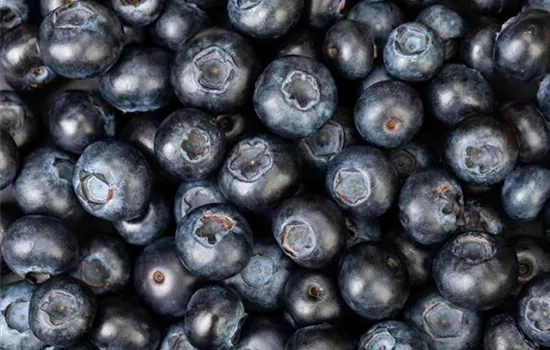 Blaubeere oder Schwarzbeere – die Heidelbeere hat viele Namen und viel Geschmack Blaubeere oder Schwarzbeere – die Heidelbeere hat viele Namen und viel Geschmack