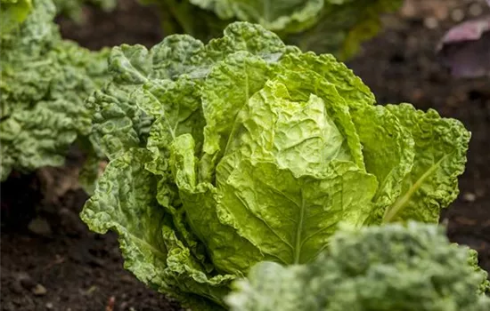 Gemüseanbau im Gewächshaus – so wird es ein voller Erfolg! Gemüseanbau im Gewächshaus – so wird es ein voller Erfolg!