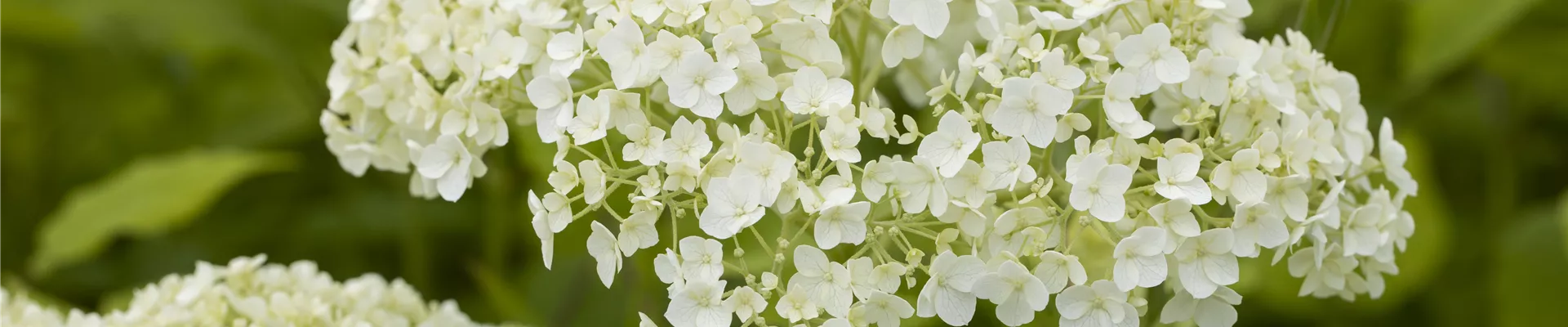 Hydrangea arborescens Hydrangea arborescens