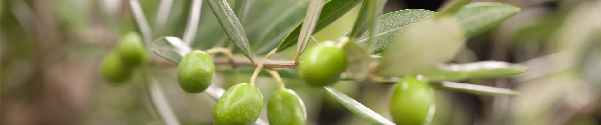 Olea europaea, Stamm Olea europaea, Stamm