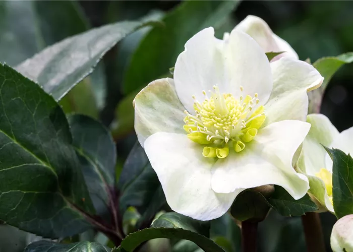 Auch im Winter nicht auf blühende Pflanzen verzichten! Auch im Winter nicht auf blühende Pflanzen verzichten!