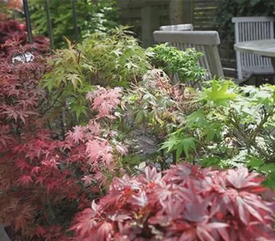 Gartengestaltung - Japanischer Ahorn Gartengestaltung - Japanischer Ahorn