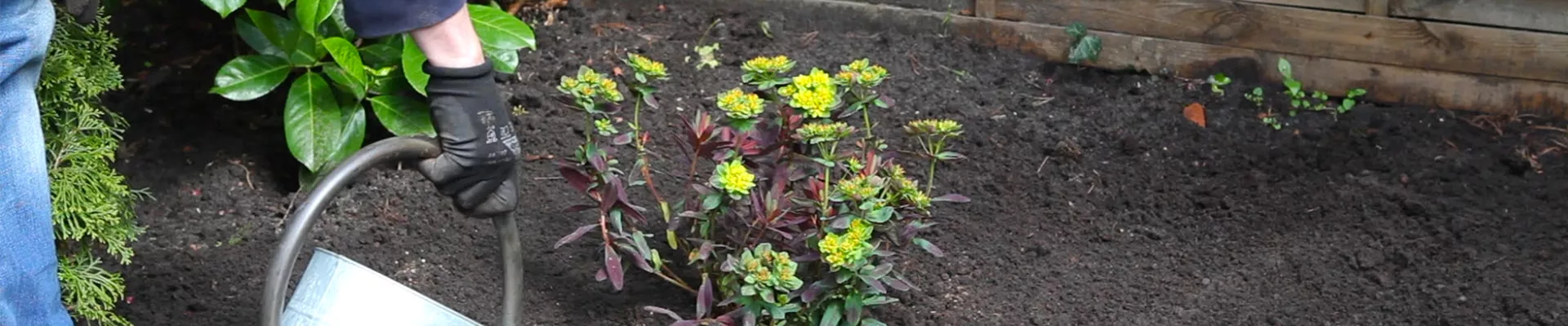 Wolfsmilch - Einpflanzen im Garten (thumbnail) Wolfsmilch - Einpflanzen im Garten (thumbnail)