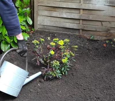 Wolfsmilch - Einpflanzen im Garten Wolfsmilch - Einpflanzen im Garten