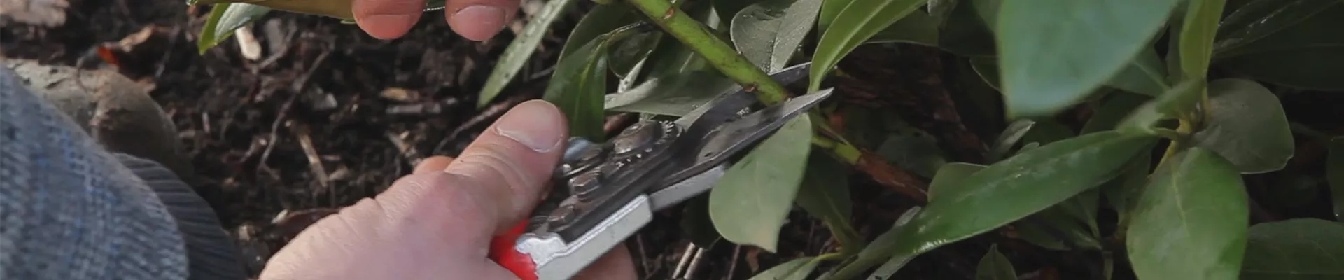 Rhododendron - Zurückschneiden im Frühling (thumbnail) Rhododendron - Zurückschneiden im Frühling (thumbnail)