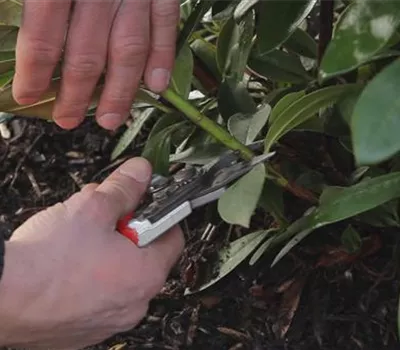 Rhododendron - Zurückschneiden im Frühling Rhododendron - Zurückschneiden im Frühling
