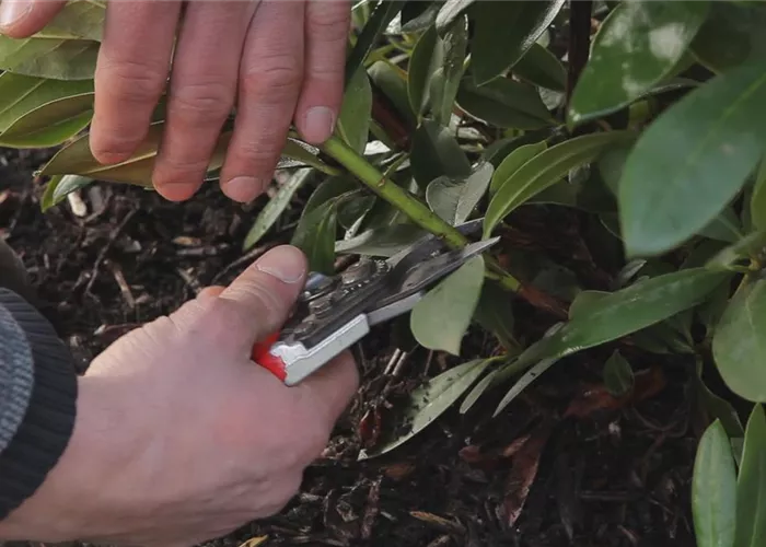 Rhododendron - Zurückschneiden im Frühling Rhododendron - Zurückschneiden im Frühling