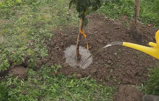 Zwergapfelbaum - Einpflanzen im Garten Zwergapfelbaum - Einpflanzen im Garten