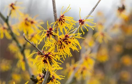 Hamamelis intermedia "Barmstedt`s Gold Hamamelis intermedia "Barmstedt`s Gold