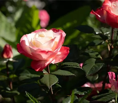 Edelrose "Nostalgie" (R) Edelrose "Nostalgie" (R)