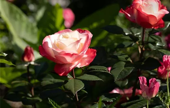 Edelrose "Nostalgie" (R) Edelrose "Nostalgie" (R)