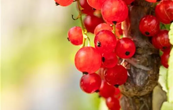 Ribes rubrum Johannisbeere "Jonkheer van Tets" Ribes rubrum Johannisbeere "Jonkheer van Tets"