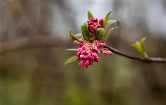 Viburnum bodnantense "Dawn" Viburnum bodnantense "Dawn"