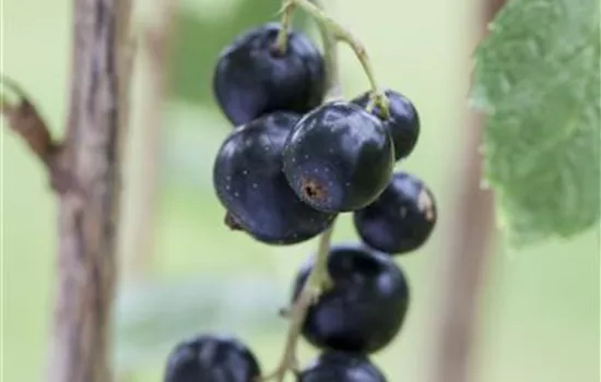 Ribes nigrum Johannisbeere "Black Giant" Ribes nigrum Johannisbeere "Black Giant"