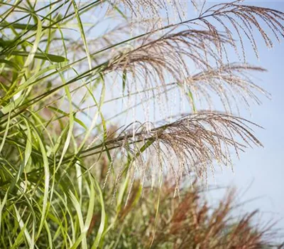 Miscanthus sinensis "Ibiza" (R) Miscanthus sinensis "Ibiza" (R)