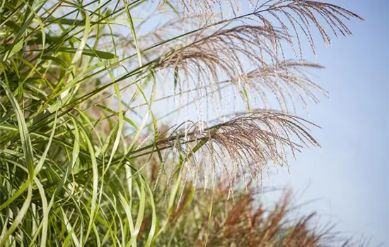 Miscanthus sinensis "Ibiza" (R)