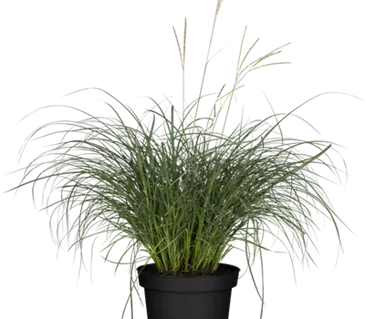 Miscanthus sinensis "Hermann Müssel" Miscanthus sinensis "Hermann Müssel"