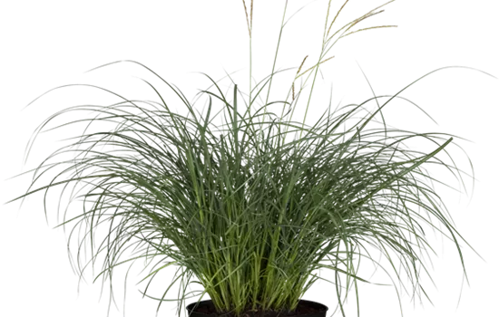 Miscanthus sinensis "Hermann Müssel"