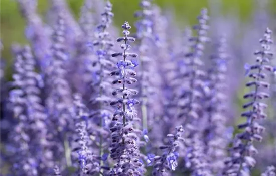 Perovskia abrotanoides Nr 4