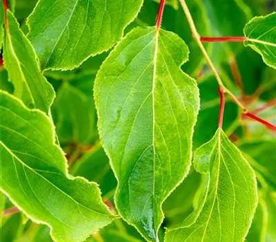 Actinidia arguta "Arbersee Auslese" Actinidia arguta "Arbersee Auslese"