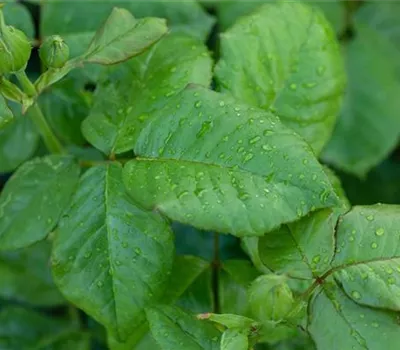Beetrose "The Queen Elisabeth R."(R) Beetrose "The Queen Elisabeth R."(R)