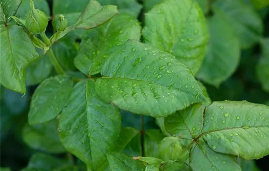 Beetrose "The Queen Elisabeth R."(R)