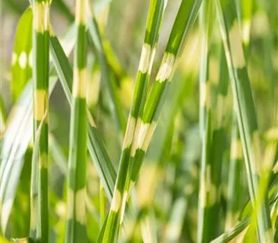 Miscanthus sinensis "Strictus Dwarf" Miscanthus sinensis "Strictus Dwarf"