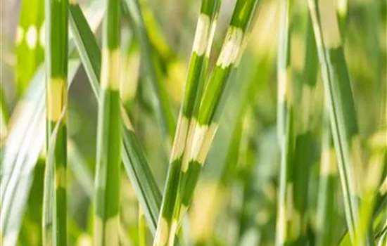 Miscanthus sinensis "Strictus Dwarf" Miscanthus sinensis "Strictus Dwarf"