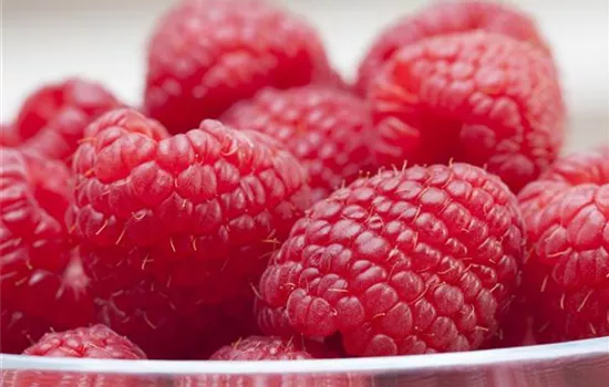 Rubus idaeus Himbeere "Elida"(R) Rubus idaeus Himbeere "Elida"(R)