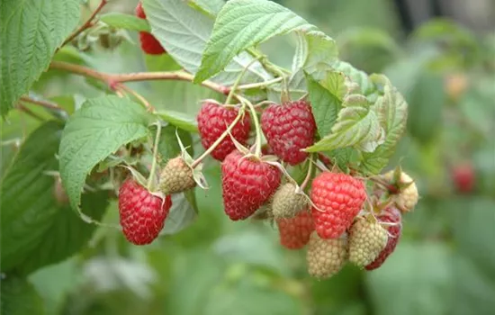 Rubus idaeus Himbeere "Glen Ample"(S)