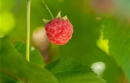 Rubus idaeus Himbeere "Sugana(S)" Twotimer Rubus idaeus Himbeere "Sugana(S)" Twotimer