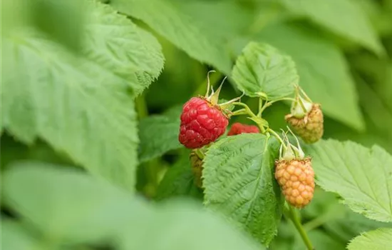 Rubus idaeus Himbeere "Tulameen" (S) Rubus idaeus Himbeere "Tulameen" (S)