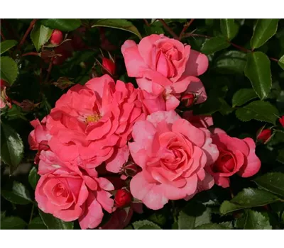 Beetrose "Bad Birnbach" (R) Beetrose "Bad Birnbach" (R)