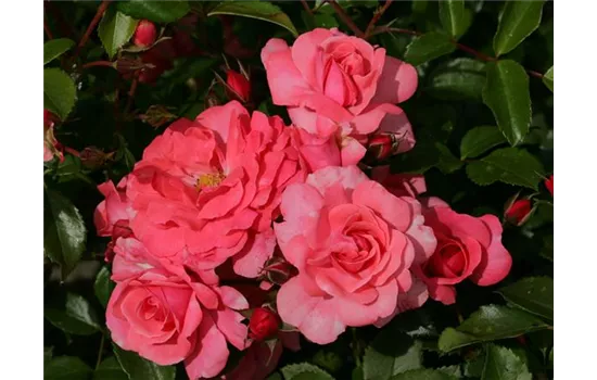 Beetrose "Bad Birnbach" (R)