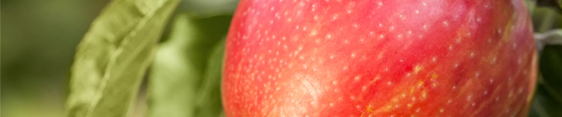 Malus domestica 'Honeycrisp' Malus domestica 'Honeycrisp'