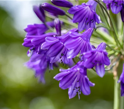 Agapanthus umbellatus